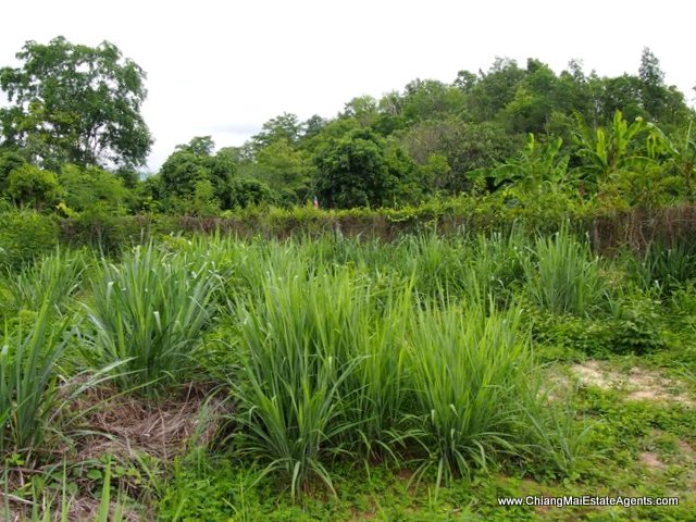Beautiful 4 Rai for sale in Nam Phrae - Land
