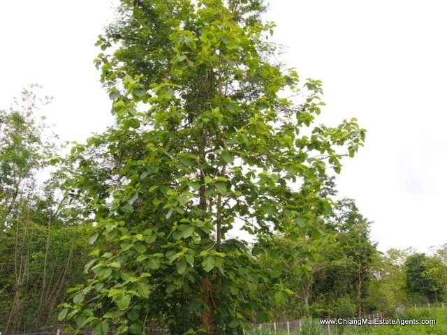 Beautiful 4 Rai for sale in Nam Phrae - Land