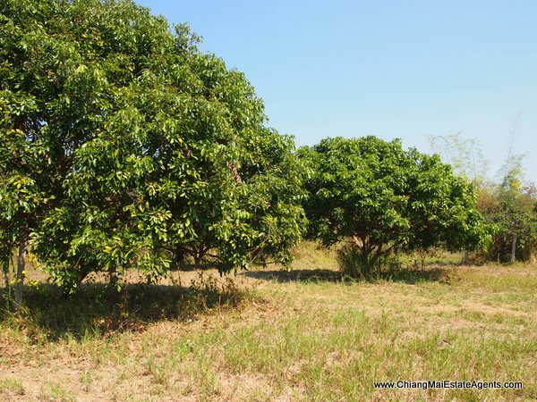 53 Rai of Land for Sale in Nam Phrae