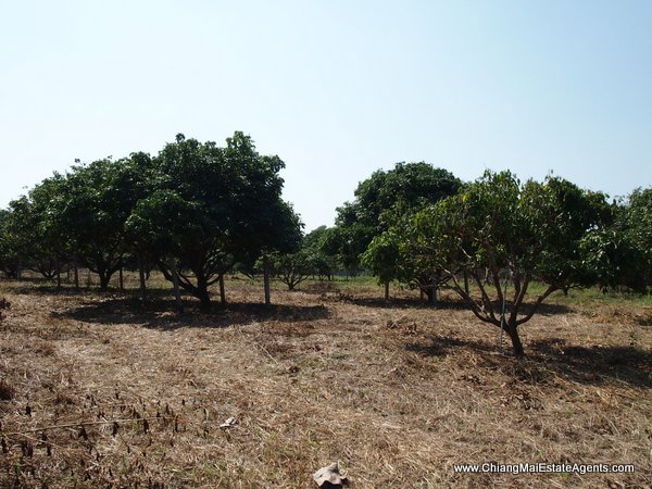 53 Rai of Land for Sale in Nam Phrae