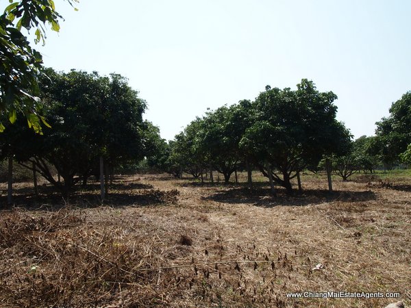 53 Rai of Land for Sale in Nam Phrae