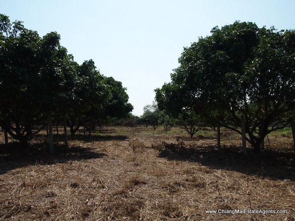 53 Rai of Land for Sale in Nam Phrae