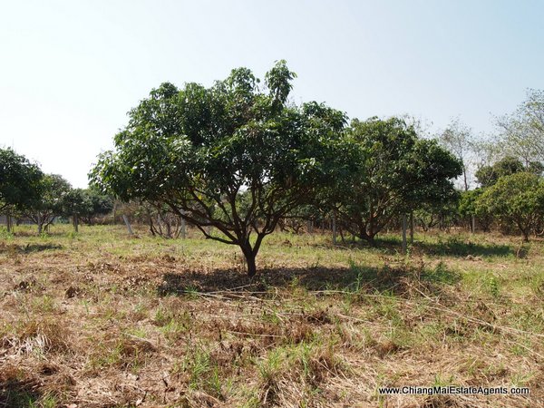 53 Rai of Land for Sale in Nam Phrae