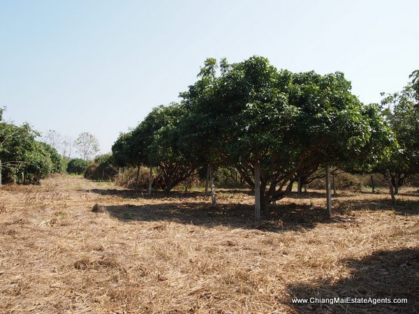 53 Rai of Land for Sale in Nam Phrae