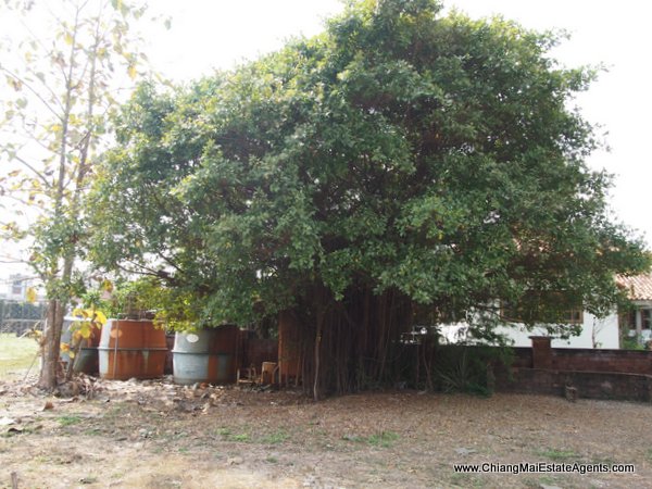 4.5 Rai in Saraphi