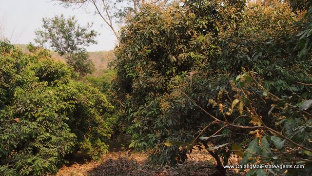 4 Rai of Land in Ban Pong, Hang Dong