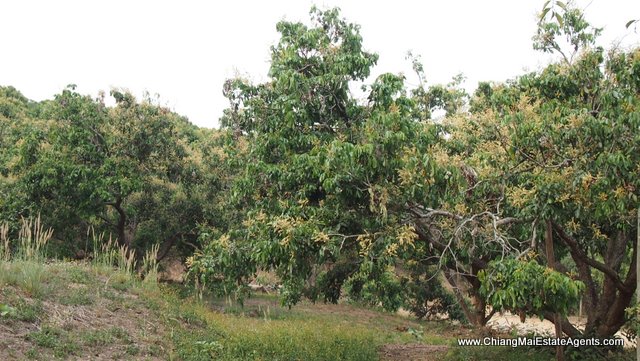 4 Rai of Land in Ban Pong, Hang Dong