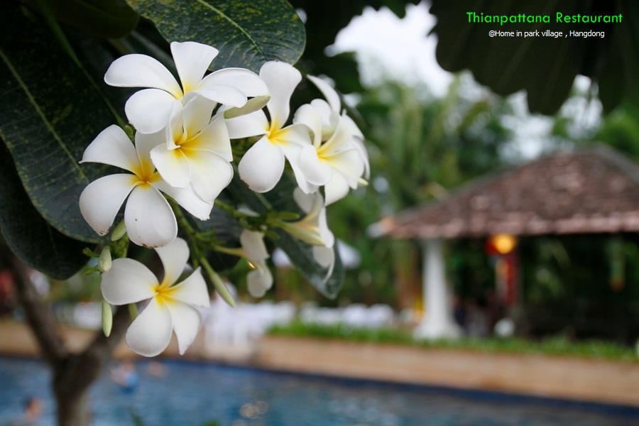 Poolside Restaurant and Bar For Sale