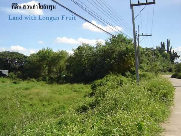 13 Rai of Land for Sale in Lamphun
