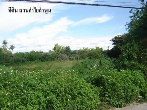 13 Rai of Land for Sale in Lamphun