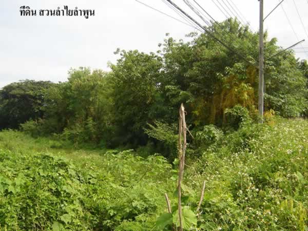 13 Rai of Land for Sale in Lamphun