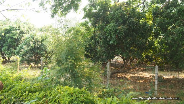 7 Rai in Ban Pong
